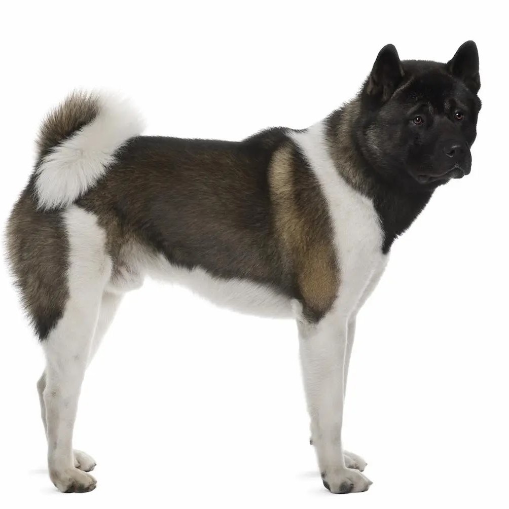 Акита американская (экспресс-линька,вычес,гигиена)