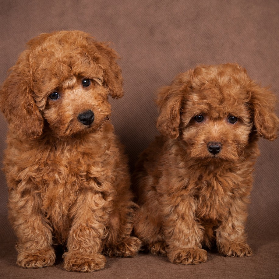 МальтиПу от 5кг - Комплекс Стрижка