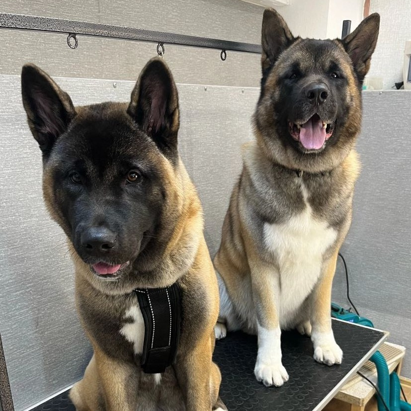 Акита-ину американская/японская (породный уход)