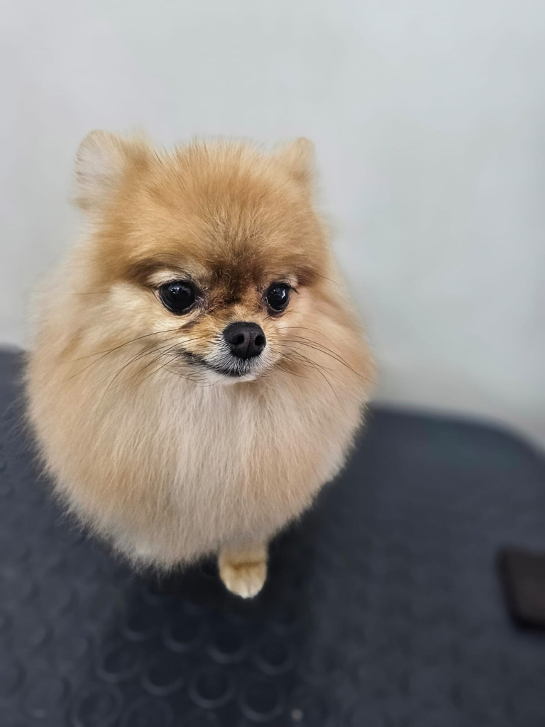 Димитрий Корэтких