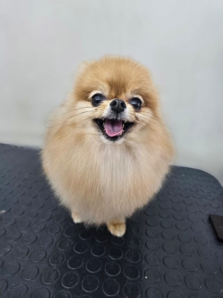 Димитрий Корэтких