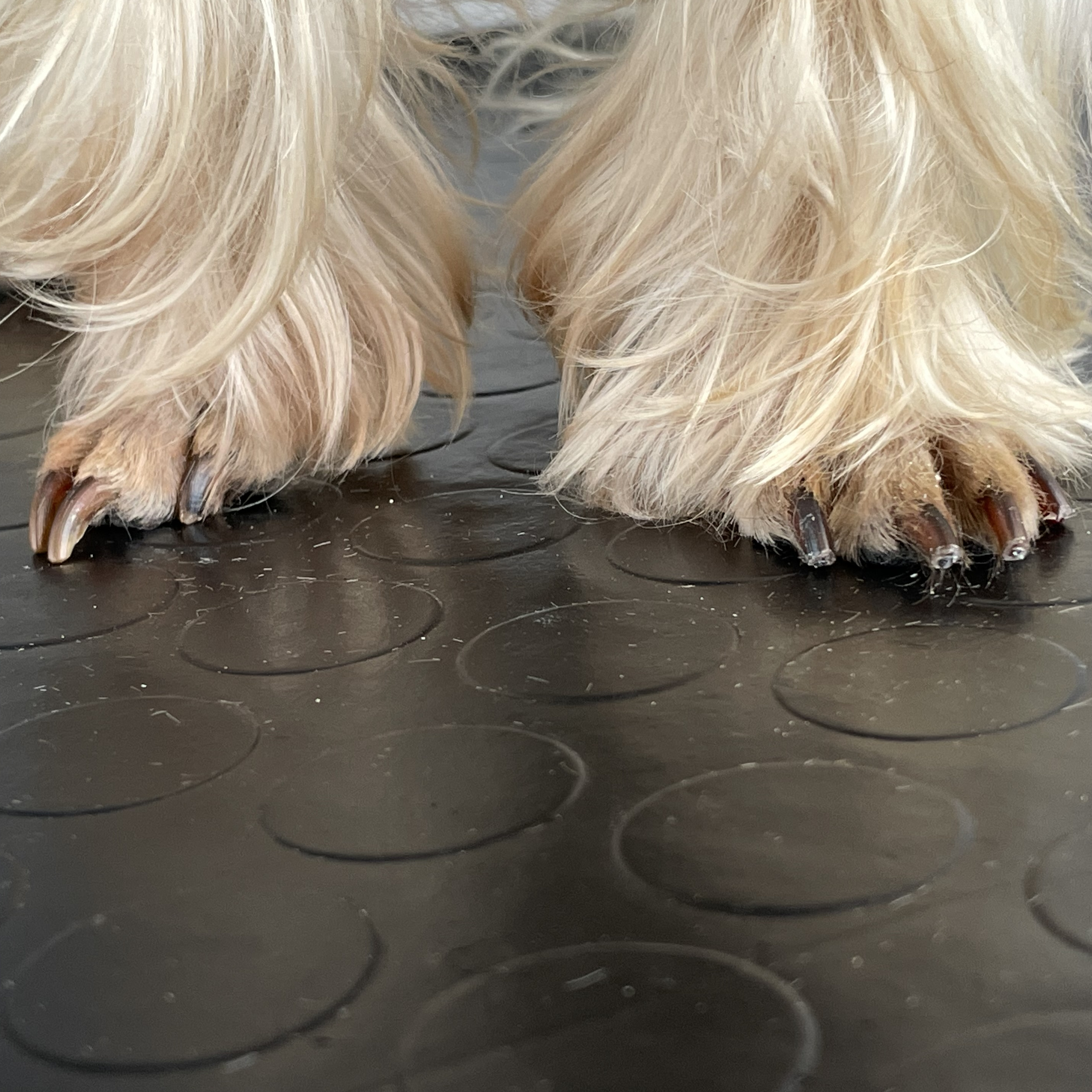 Стрижка когтей для маленькой собаки (декоративные)