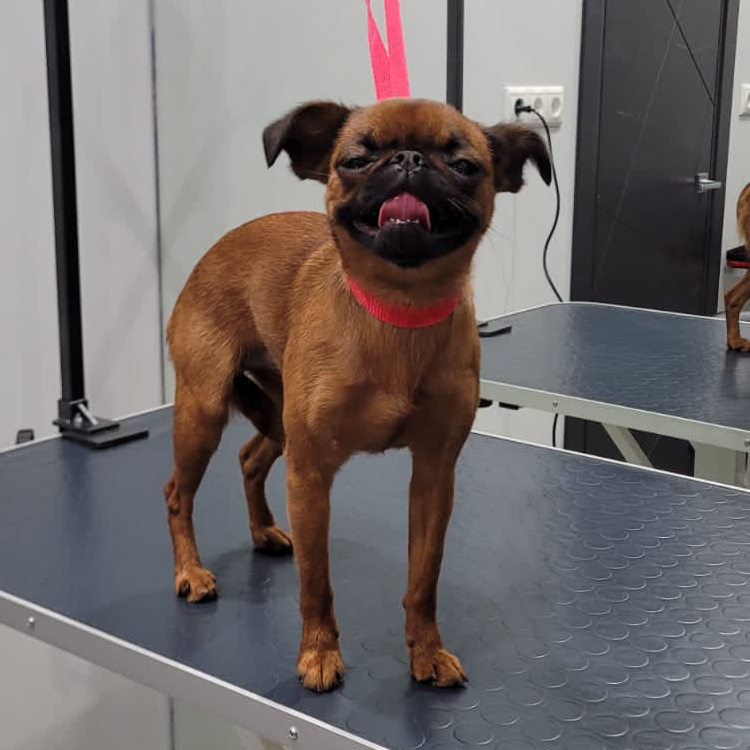 Пти Брабансон (суперлинька)