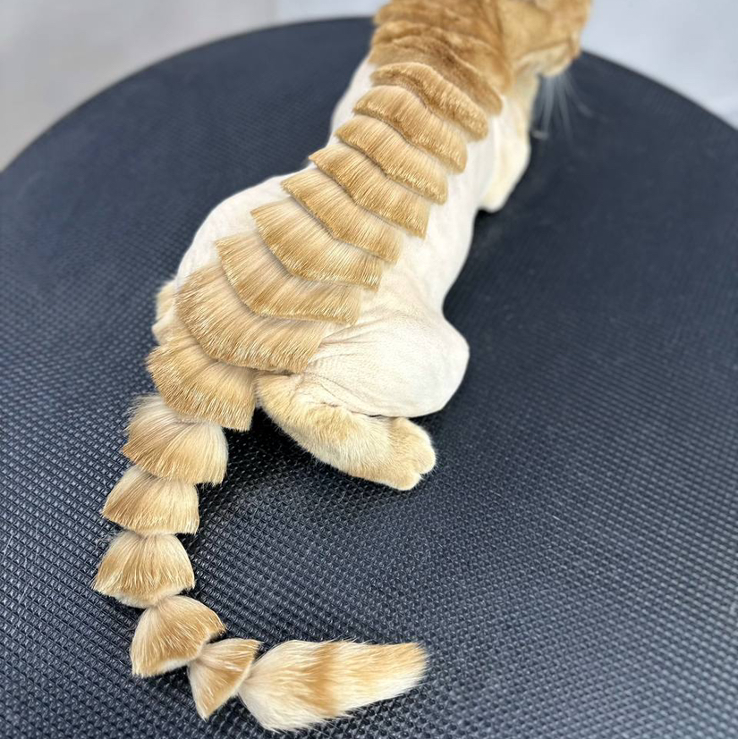 Нарезка по спине «дракончик» у котов