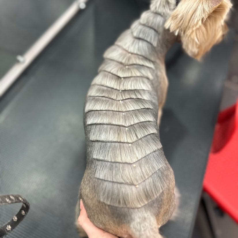 Нарезка спинки собаки