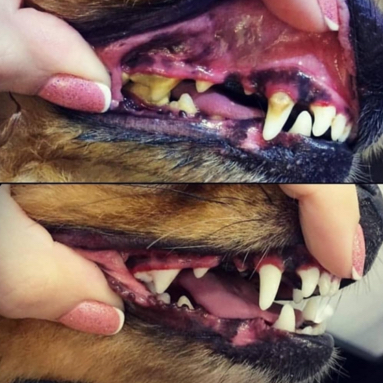 Ультразвуковая чистка Зубов маленькие породы со средним камнем( Шпицы, Йорки,Чихи)