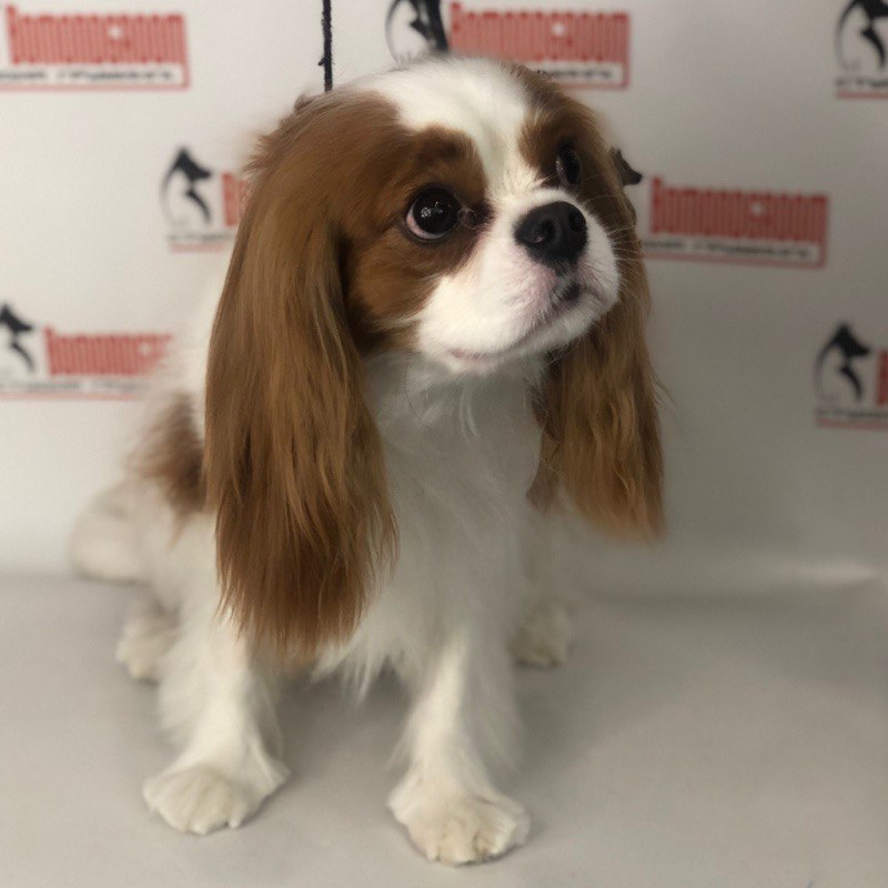 Кинг Чарльз или Кавалер комплекс (мытьё+гигиена+стрижка) забривание