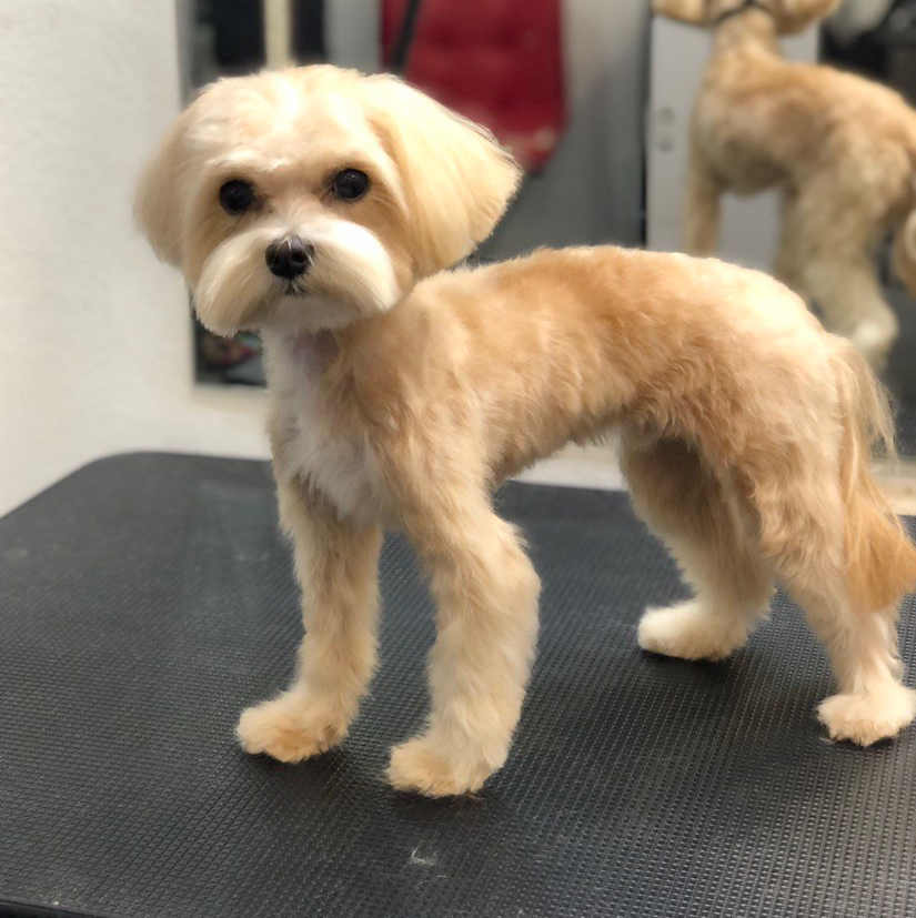 Мальтипу комплекс