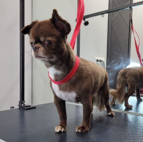 Чихуахуа короткошёрстный ( комплекс)