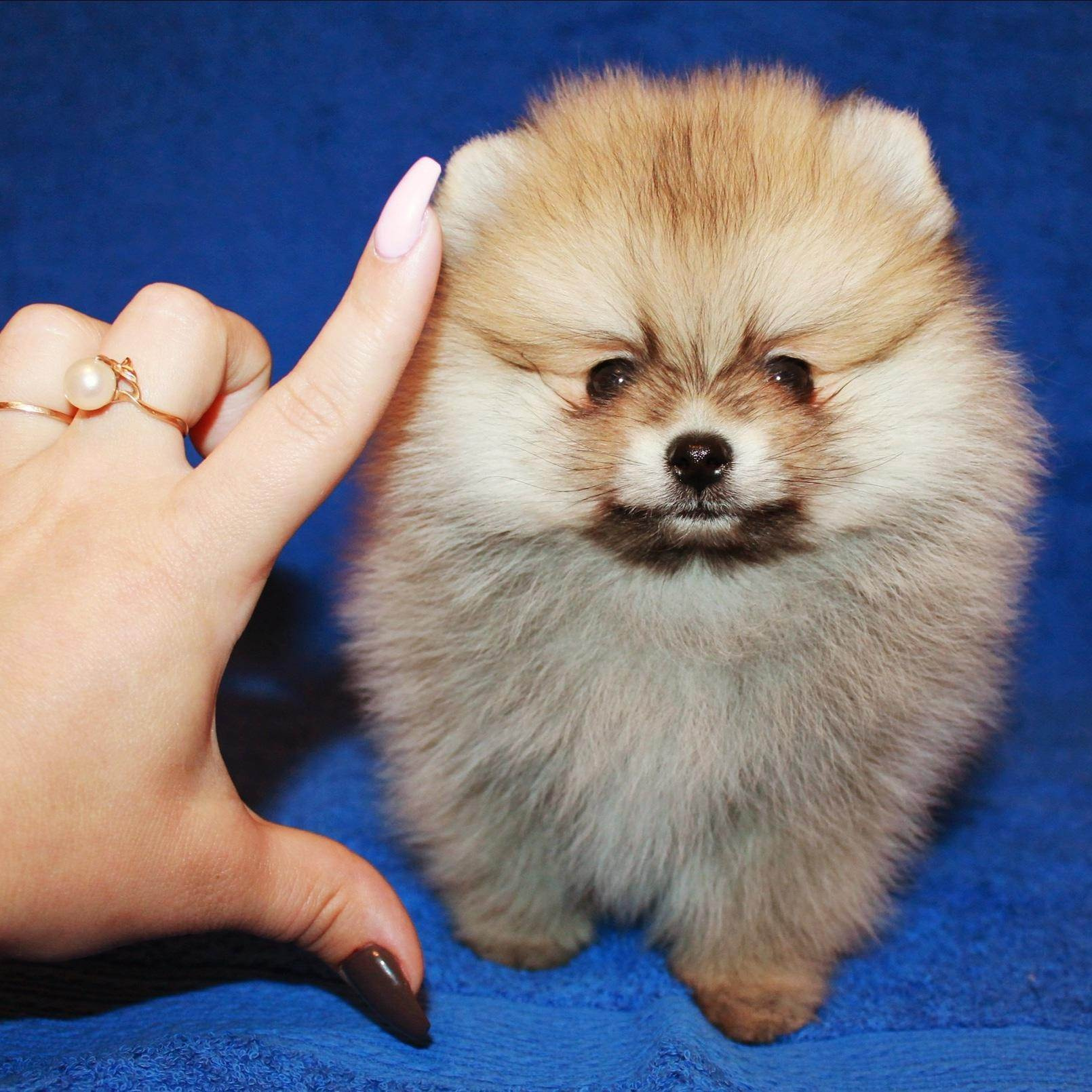 Стрижка. Шпиц мини (до 19 см в холке)