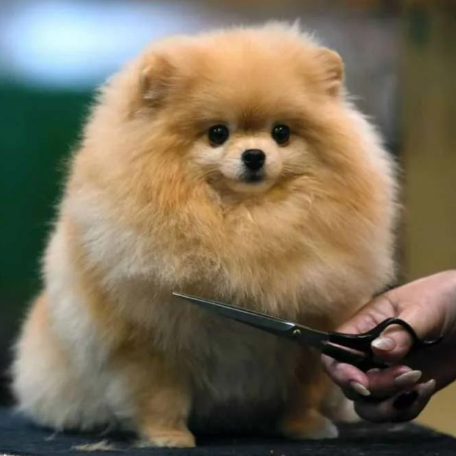 Стрижка. Шпиц малый (20-26 см рост в холке)