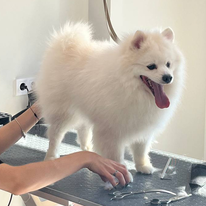 Стрижка. Шпиц большой (от 37 см рост в холке)